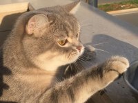 British shorthair kedimize yuva arıyoruz