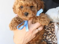 Red Brown Toy Poodle Yavrularım