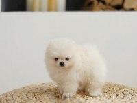 Daha iyisi yok kar beyaz ayı surat pomeranian boo!