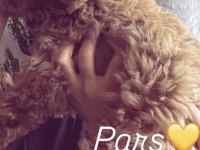 8 Aylık Erkek Poodle Aşıları Eğitimi Tam