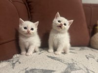 KAR BEYAZI BRİTİSH BEBEKLERİMİZ TUVALET EĞİTİMLİ