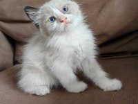 Secereli Ragdoll Yavrular