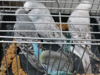 Show JUMBO Yavru ve Yetişkin Muhabbet Kuşu