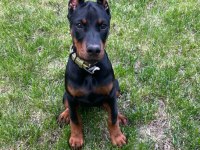 DOBERMAN YAVRULAR