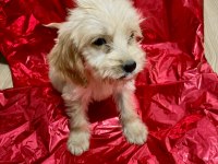 Antalya Maltipoo Yavrusu