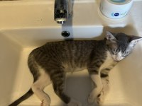 3 aylık 4 adet tekir yavrumuzu sahiplendiriyoruz