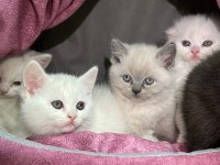 MİNİ MİNİ TÜY YUMAKLARI KEDİLER YENİ AİLESİNİ ARIYOR