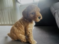 Cockapoo cinsi