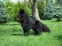 Long Hair Black Alman Kurdu Yavruları