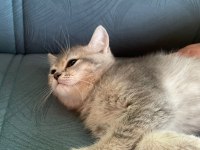 British shorthair golden