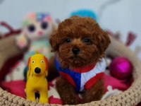 Şecereli Mini Boy Toy Poodle Yavrularımız