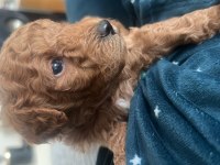 Sevimli Mini Toy Poodle Yavrularımız