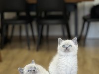 Hemen Teslim British Shorthair Blue Point Yavrum