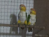 Hazır Takım Portakal Caique