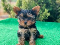Yorkshire terrier yavruları