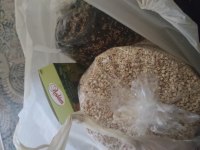 Cennet ve sevda papağanı kırması papağan