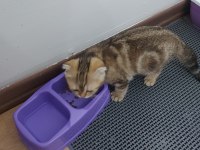 3 aylık eğitimli dişi scottish fold
