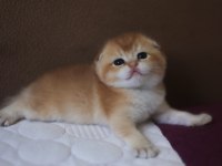 Dişi golden ny25 scottish fold