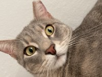 erkek kedi