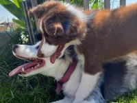 Safkan Border Collie yavruları
