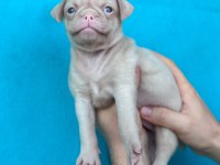 DİŞİ ERKEK PUG YAVRULARI YER DENİZLİ