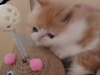 CFA KAYITLI ANNE VE BABA YAVRU KEDİLER
