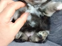 Pomeranian boo black tan dişi