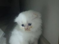 Küçük British Longhair Kedilerim