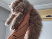 BAKMADAN GEÇMEYİN YAVRU KEDİLERİMİZE