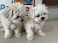 Show kalite  kore kan maltese yavrularımız
