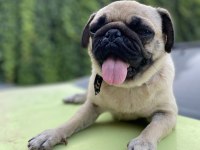 Safkan dişi pug gaziantep