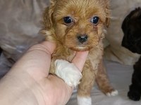 Çok Sevimli Ev Üretimi Maltipoo Bebekler