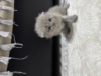 Erkek 25 günlük scottish fold kedimiz