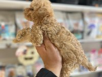 EFSANE GÜZELLİKTE HİPOALERJENİK TEACUP MALTİPOO