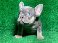 MUHTEŞEM GÖZ RENGİ LİLAK TAN FRENCH BULLDOG