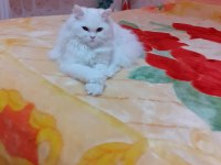 Genç beyimize eşleşme arıyoruz british longhair