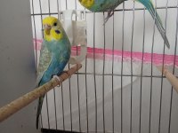 Yavru alınmış orijinal bilezikli rainbow takım muhabbet