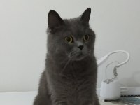 Ücretsiz 3 yaşında british shorthair