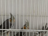 2 Aylık Yavru Sultan Papağanlar