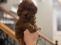 Oyuncu ve Akıllı Toy Poodle Yavruları