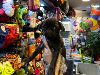 Aron Güvencesi İle Yurt Dışı Girişli SAFKAN PUG