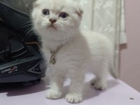 british shorthair yavrular