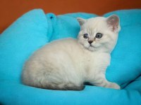 British shorthair yavru