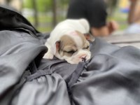 45 günlük yavru french bulldog