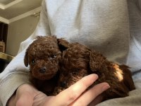 Irk Kilo ve Sağlık Garantili Poodle Yavrular