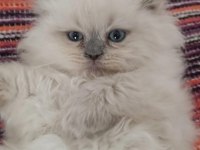 14 ocak doğumlu sağlıklı eğitimli scottish fold kediler