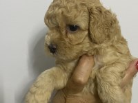 Erkek tam toy poodle maks 3 kg ırk garantili
