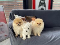 Pomeranian Yavruları Sizleri Bekliyor