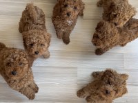 Toy poodle