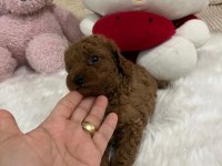 SAĞLIK VE IRK GARANTİLİ TOY POODLE